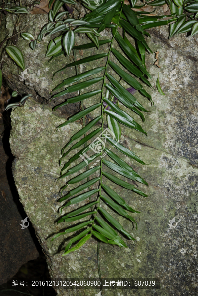 藥用植物蜈蚣藤