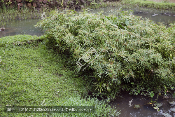 海南三亞呀諾達(dá)熱帶雨林濕地
