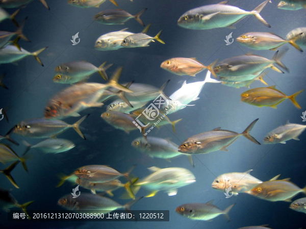 魚