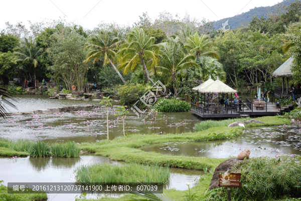海南三亞呀諾達(dá)土坎梯田濕地