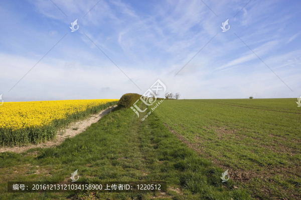 春天耕地景觀