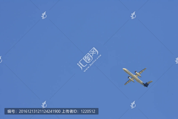 海鷗在飛行