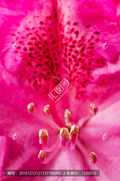 杜鵑花的特寫(xiě)