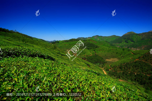 綠茶