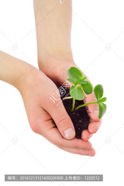 芽在孩子的手中