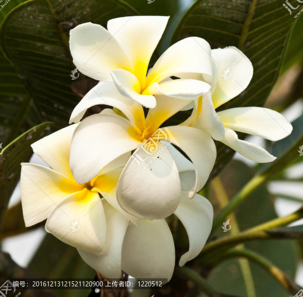 雞蛋花，雞蛋花；