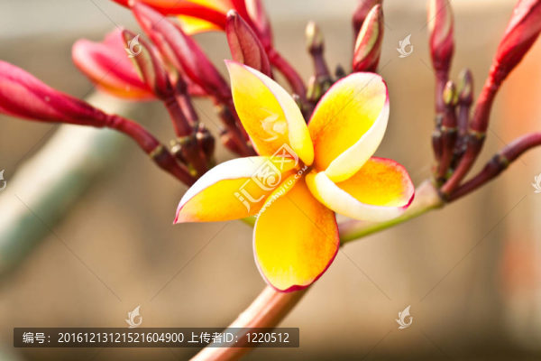 雞蛋花，雞蛋花；