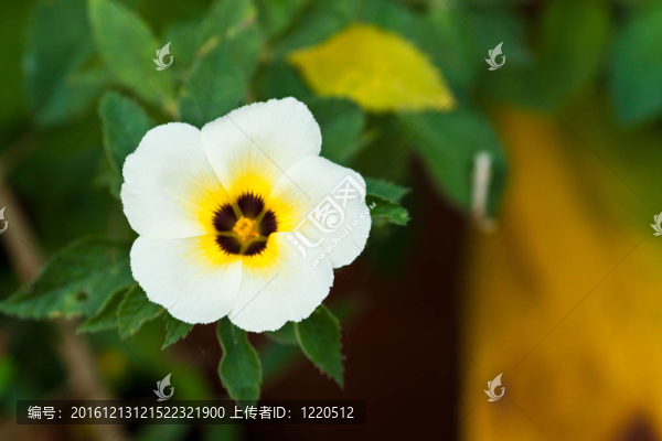 美麗的春天的花朵