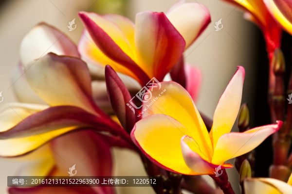雞蛋花，雞蛋花；