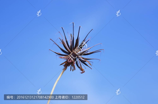 對黃波斯菊種子