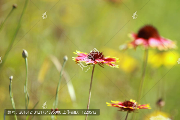 花園里的花