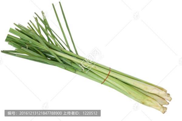 檸檬草