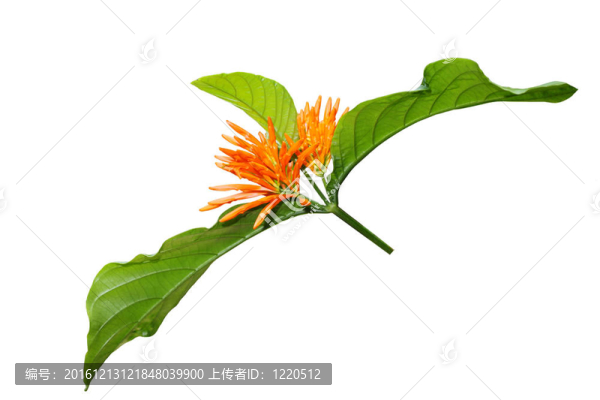 橙色的奇葩