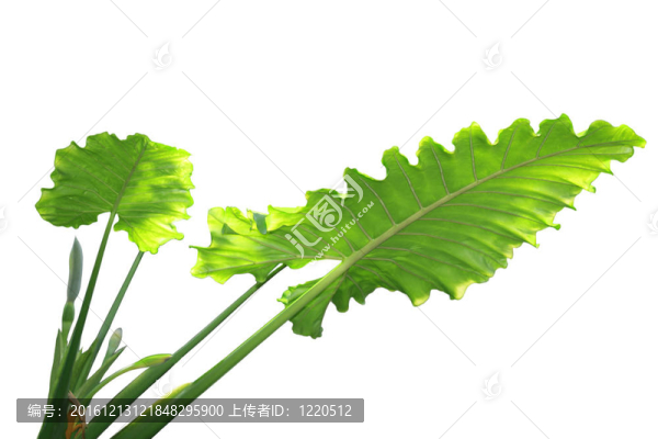 花葉芋葉