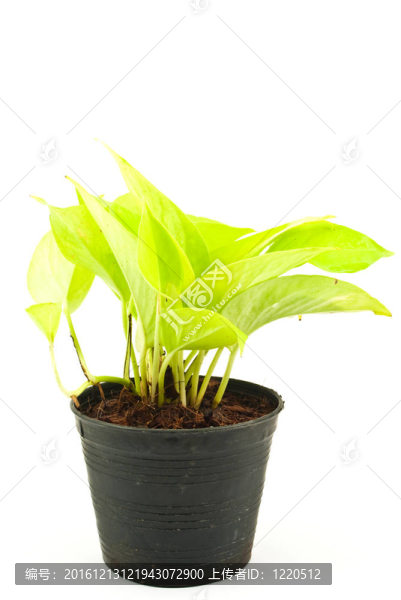 綠色植物分離。