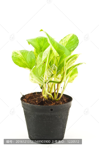 白色的綠色植物。