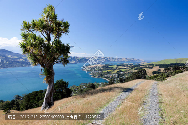 奧塔哥半島