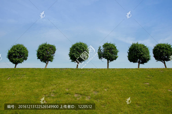 山水與樹與天空