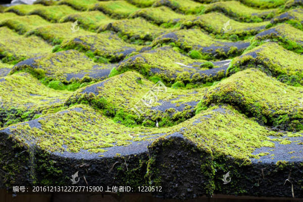 長(zhǎng)滿青苔的屋頂