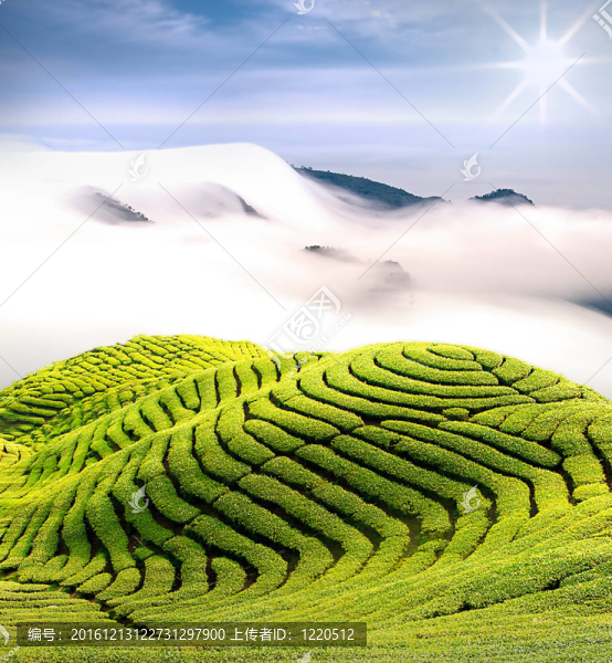 戲劇云和茶園