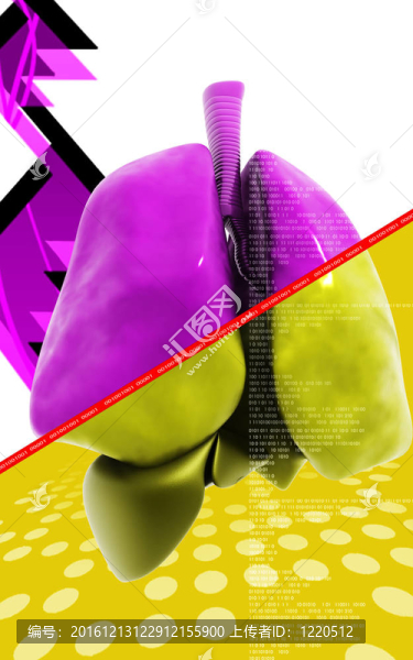 人的肺-匯圖網(wǎng) www.fosd68.com 人的肺