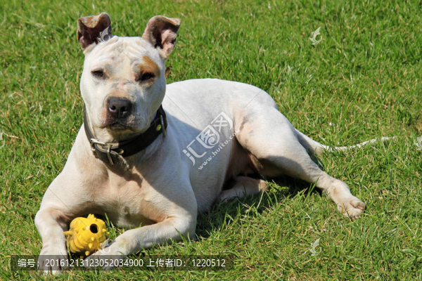 白色的斗牛犬