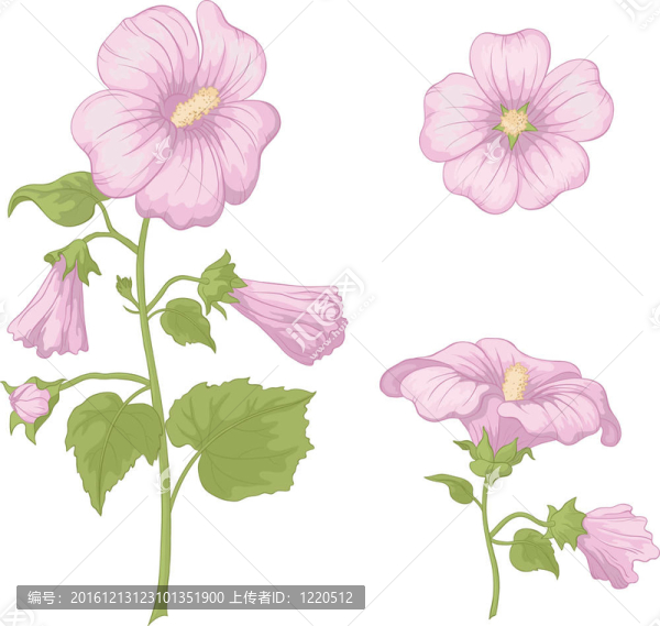 花葵；分離
