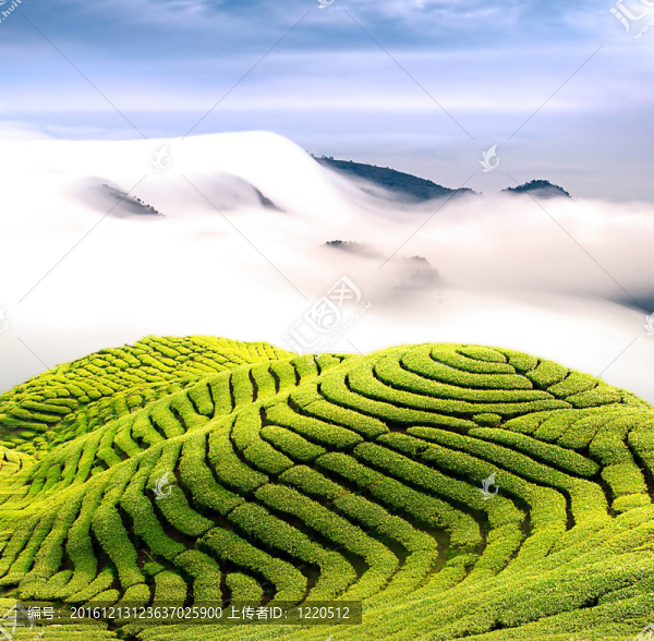 戲劇云和茶園