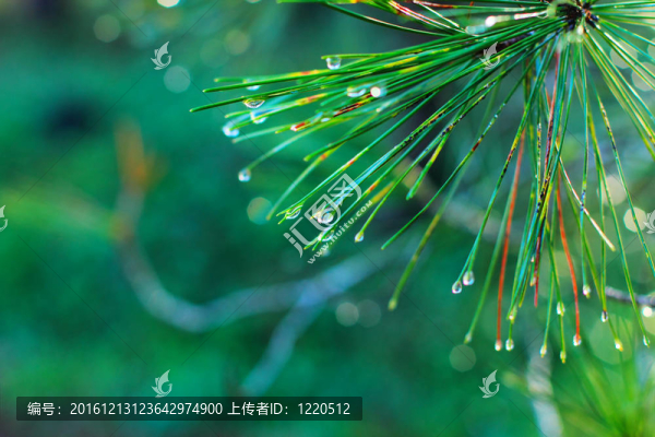 綠松雨滴