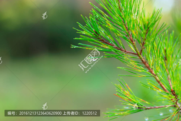 綠松雨滴