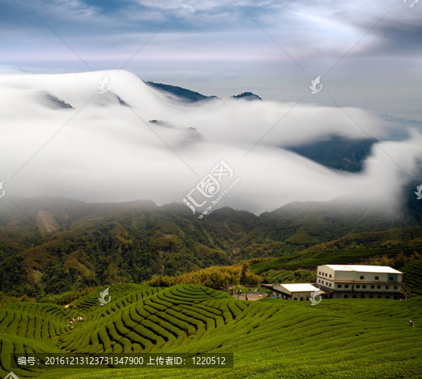 戲劇云和茶園