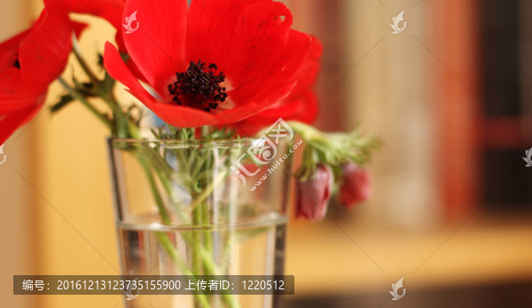 玻璃里的紅春花