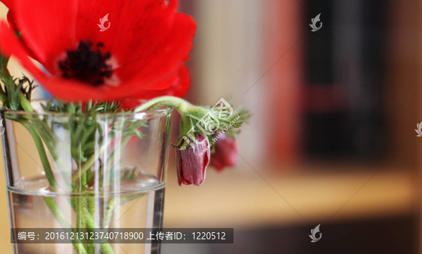 玻璃里的紅春花