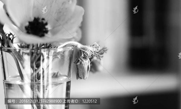 玻璃里的紅春花