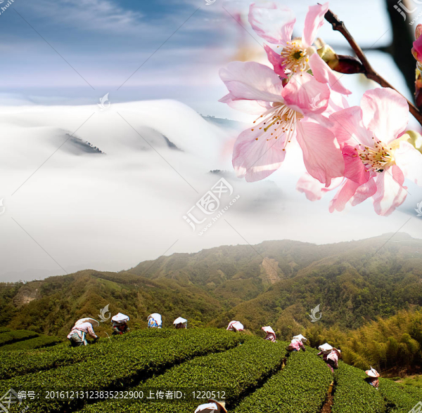 尼斯景觀與櫻花