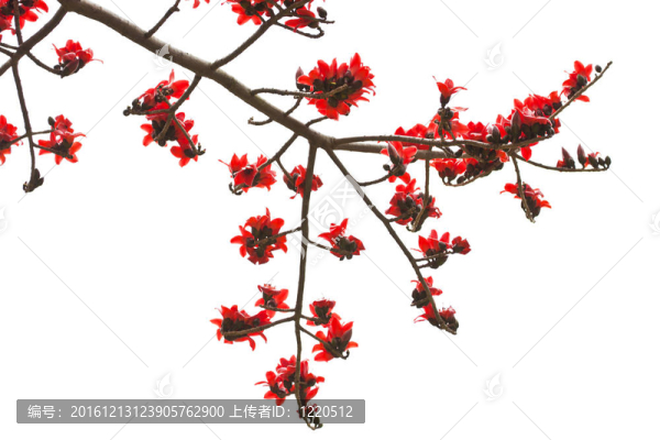 白色背景下的棉花花