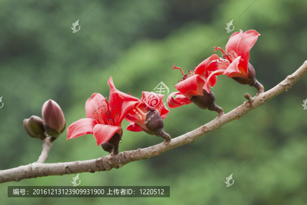 春天的棉花花