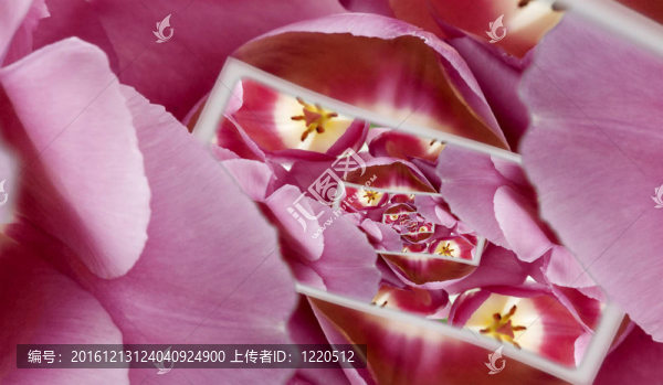 帶紅色郁金香的遞歸賀卡。