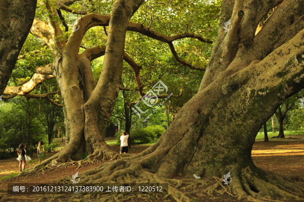 印度無(wú)花果