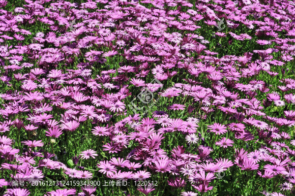 野雛菊