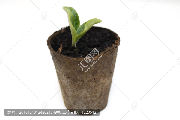 一個葫蘆發(fā)芽。