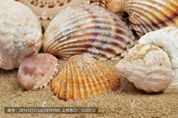 沙灘上的貝殼