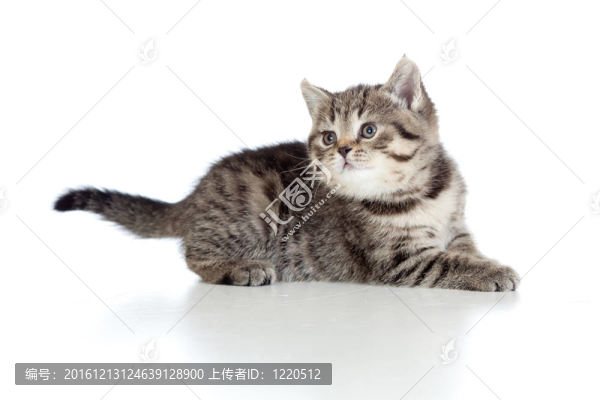 躺在美麗的英國(guó)虎斑小貓