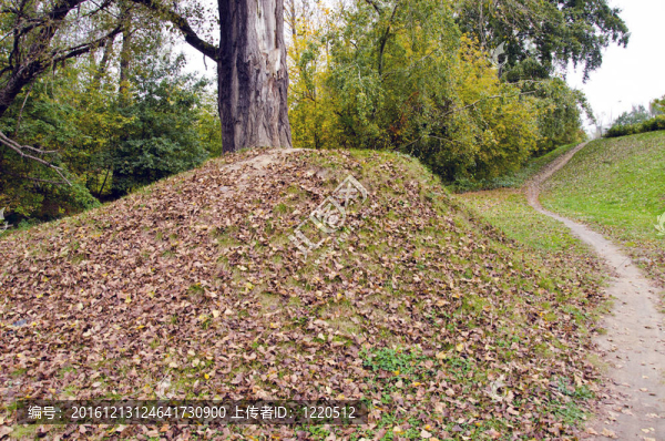 秋天公園。老樹長在山落葉上