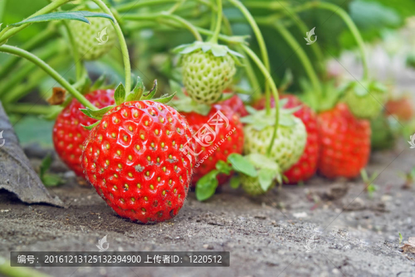 草莓