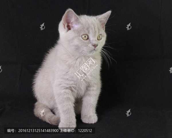 英國shorthair.kitten。
