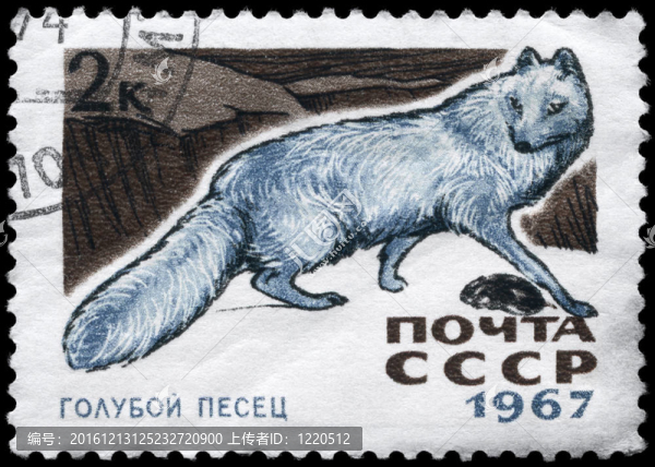 USSR,-大約1967藍(lán)狐