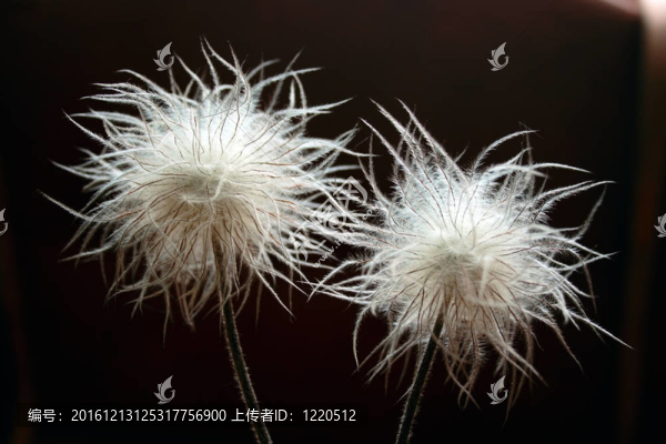 白頭翁禾草種