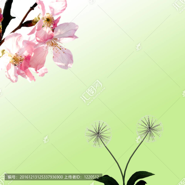 櫻桃與蒲公英