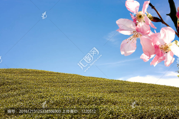 櫻花尼斯綠色和藍(lán)色